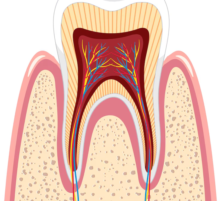 Periodonto